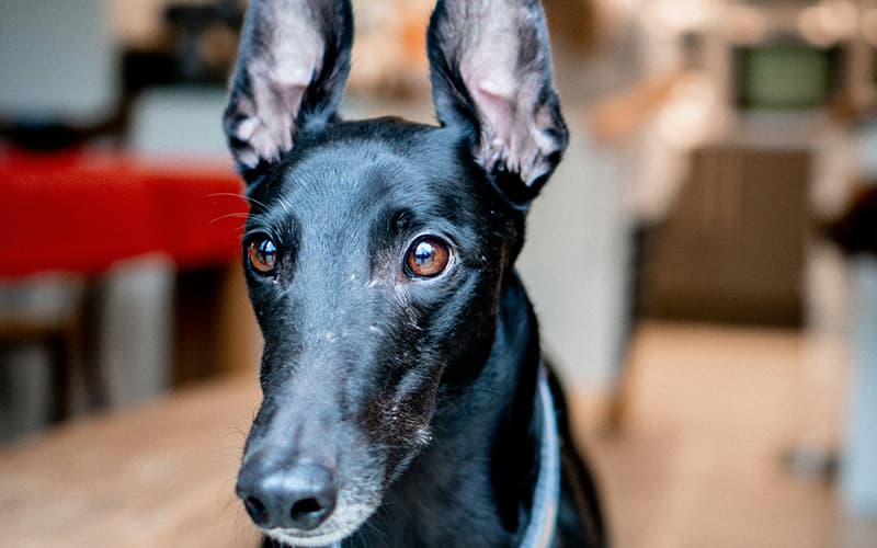 ¿Qué implica adoptar un perro con leishmania?