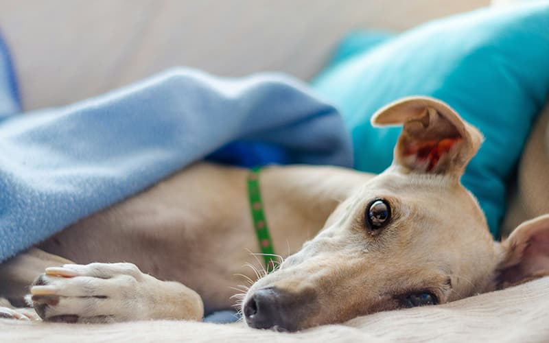 ¿Qué gastos implica tener un perro en la familia?