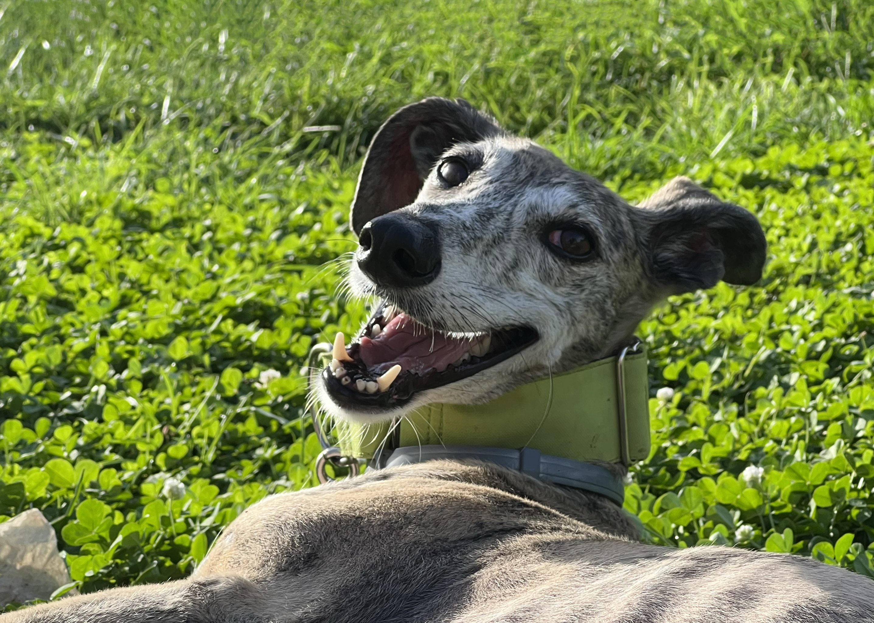 Galgo adoptado feliz en su hogar