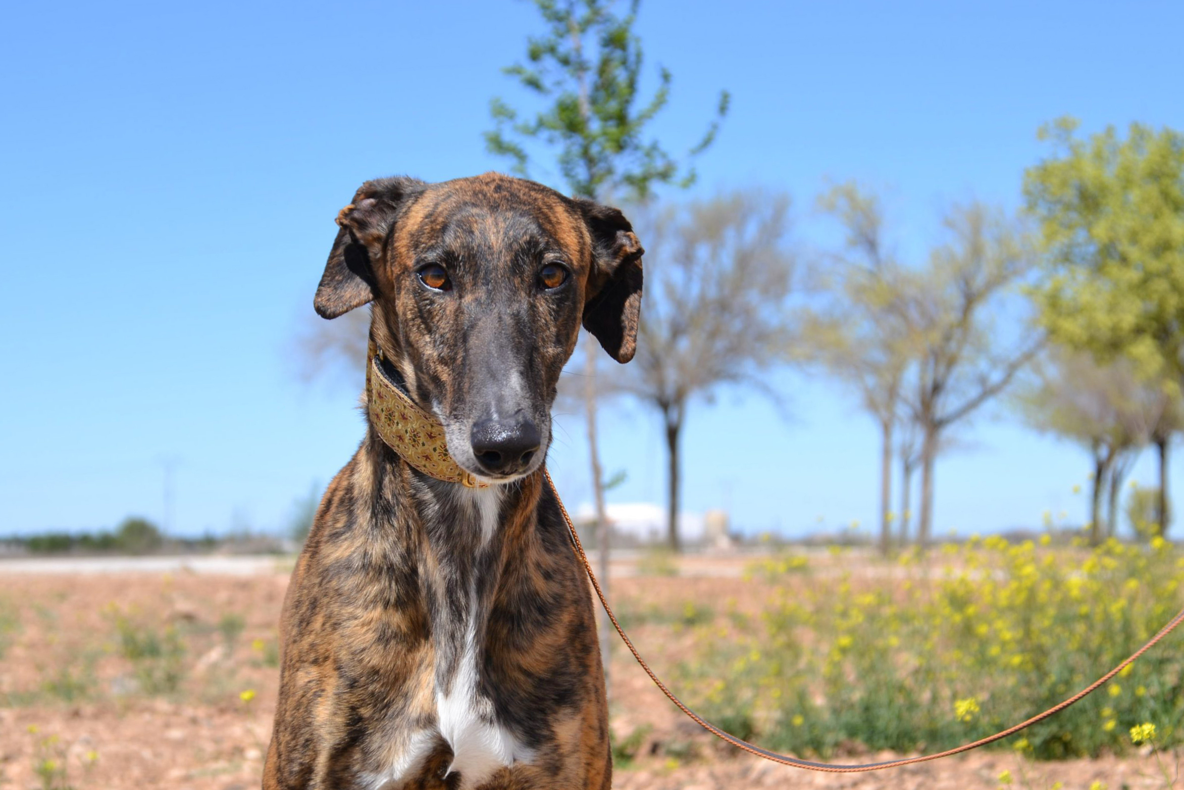 Campaña de difusión por los galgos