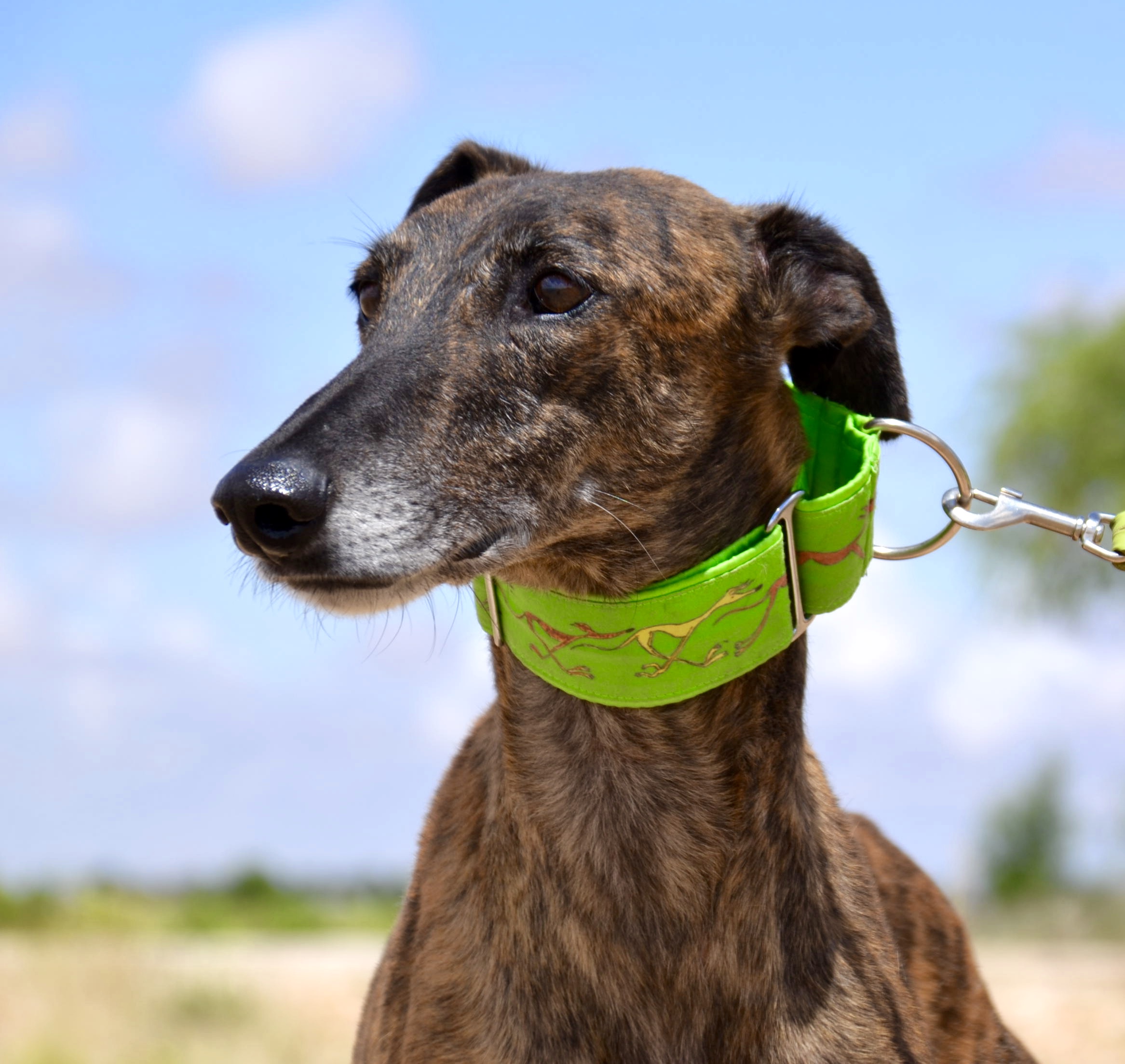 Galgos beneficiándose de las donaciones