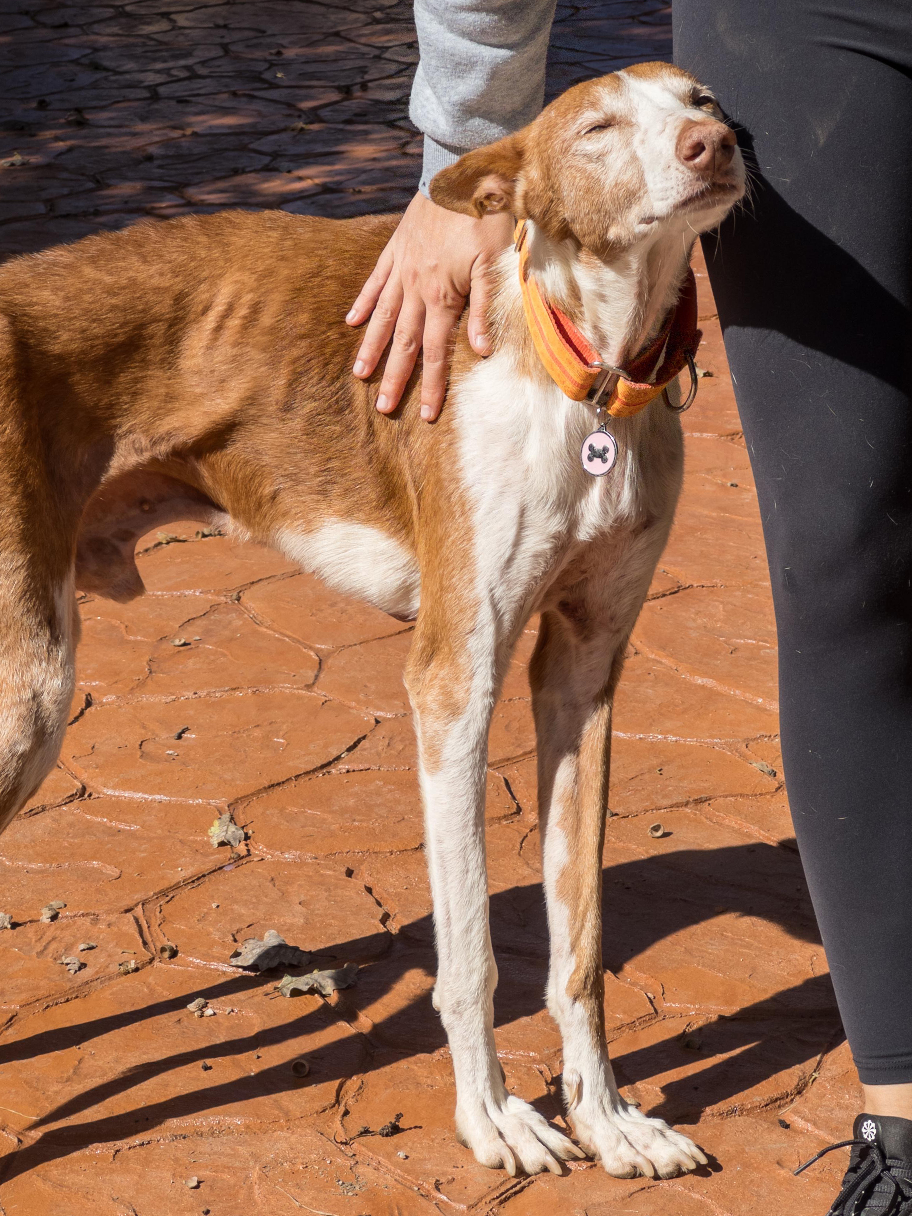 Galgo apadrinado